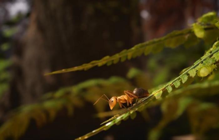 « Les Fourmis » met la patte d’animal sur le jeu vidéo