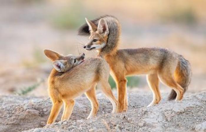 des photos exceptionnelles de nature sauvage dévoilées