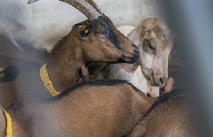 Haute Savoie. 215 chèvres meurent dans un incendie dans une ferme