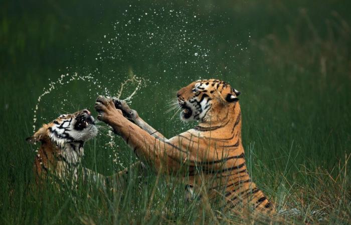 des photos exceptionnelles de nature sauvage dévoilées