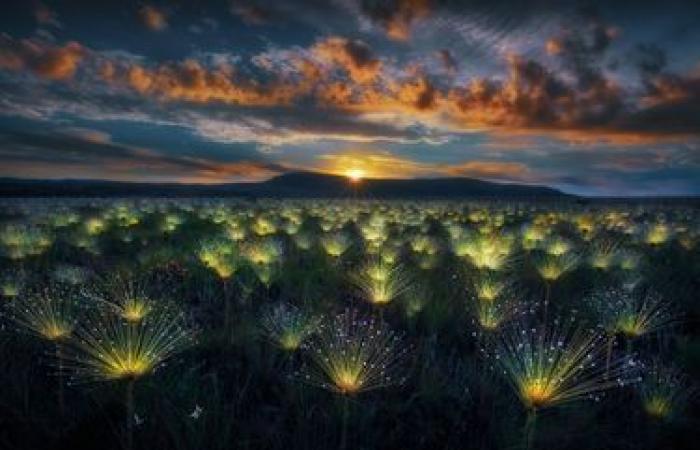 des photos exceptionnelles de nature sauvage dévoilées