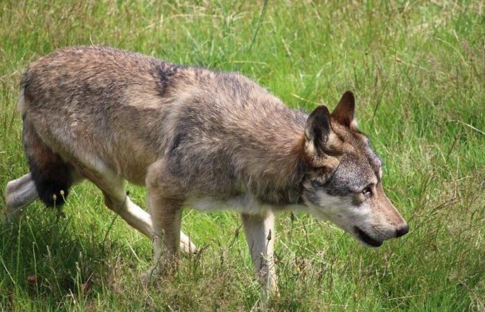 un veau de deux jours et demi tué par un loup