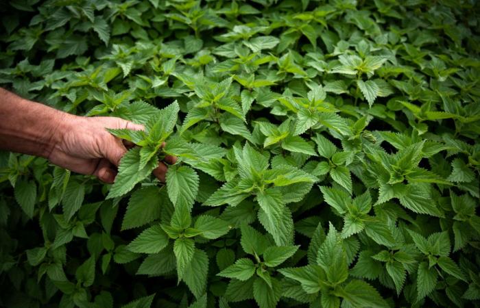 la réforme du RSA fragilise les agriculteurs