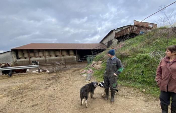 Haute-Loire. Dans cette ferme de Rosières, “on ne se verse plus de salaire depuis six mois”