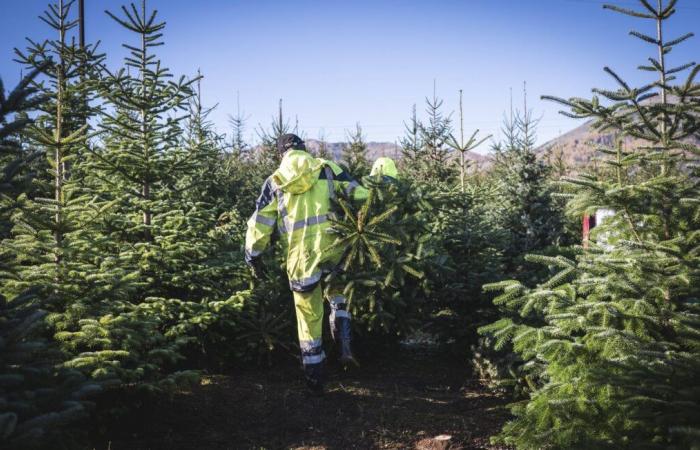 Le maire de ce village offre un sapin de Noël à tous les habitants