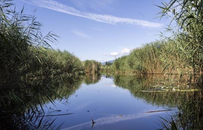 Le Conseil fédéral débloque des fonds supplémentaires pour la biodiversité