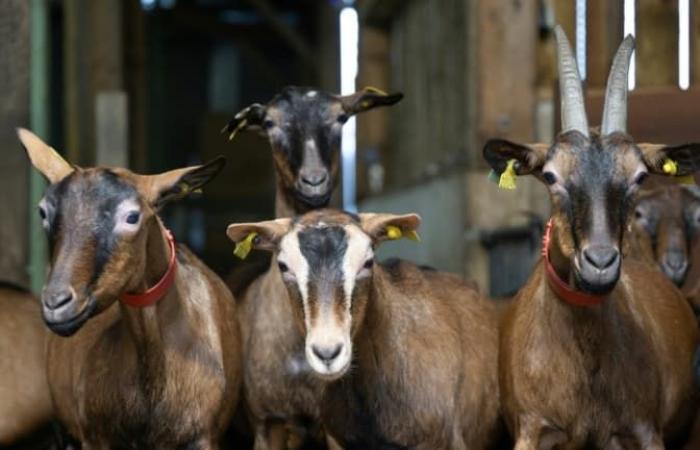 210 chèvres meurent dans l’incendie d’une ferme