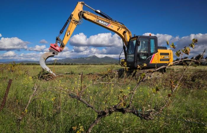 Plus de 1 000 hectares de vignes arrachés dans le Vaucluse