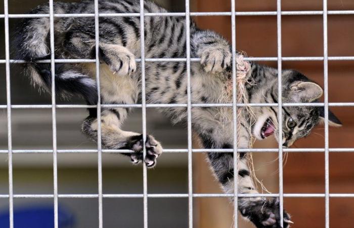 un refuge pour chats va être créé en Aveyron