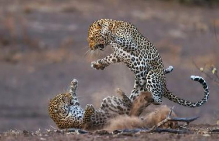 des photos exceptionnelles de nature sauvage dévoilées