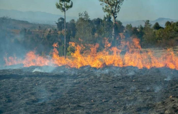 Les incendies touchent un millier de communautés