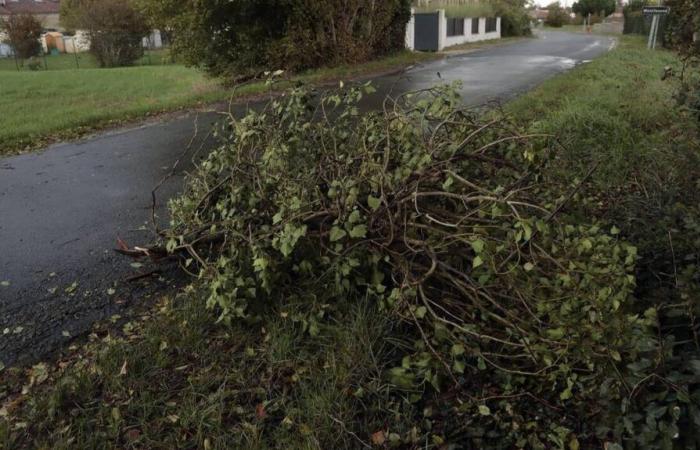 quatre arbres couchés dans l’ouest du Maine-et-Loire