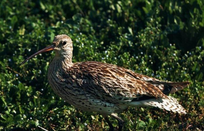 première disparition d’une espèce continentale d’oiseau en Europe – Libération