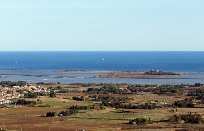 Boulettes de viande empoisonnées découvertes dans un massif de l’Hérault, plusieurs chiens sont morts