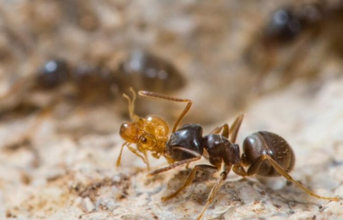 La découverte inquiétante d’une nouvelle épidémie de « fourmis électriques » en France