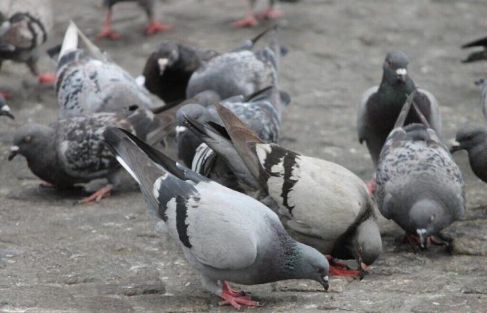 Quelle solution pour les pigeons dans cette commune de Seine-Maritime ?