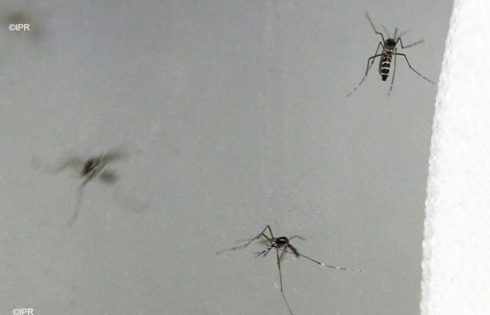 4 nouveaux cas de chikungunya confirmés à La Réunion, dont un cas isolé à Saint-Pierre