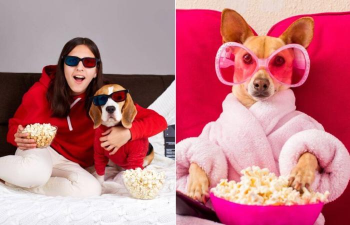 Un cinéma ouvre ses portes aux chiens à Paris en décembre !