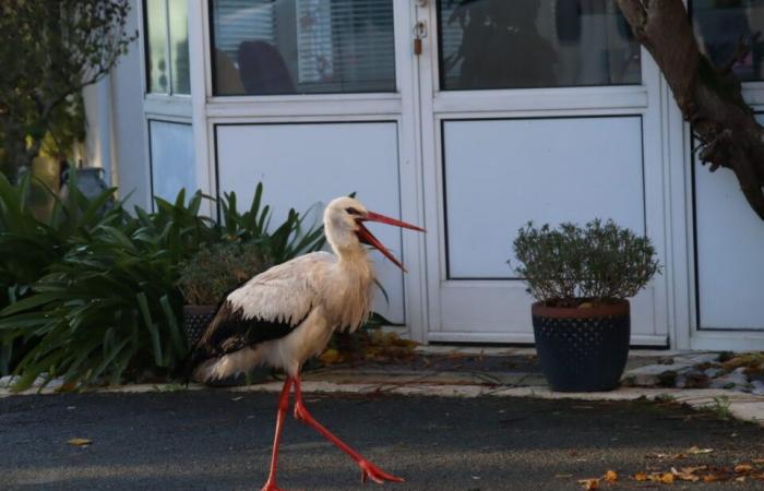 Un étrange squatter a élu domicile dans ce quartier de Gironde