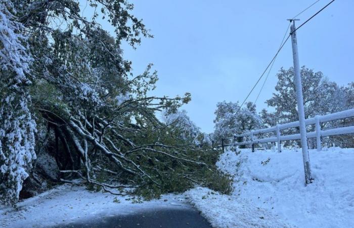 Un chêne tombe sous le poids de la neige sur une route de Manche : circulation complètement bloquée