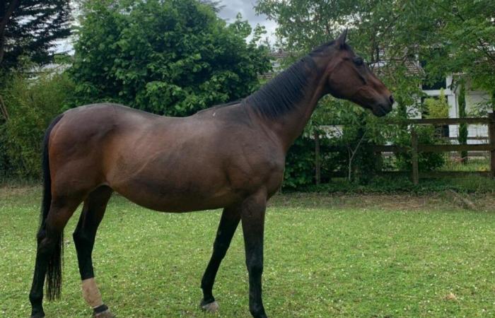 elle accuse les chasseurs d’avoir stressé son cheval à mort