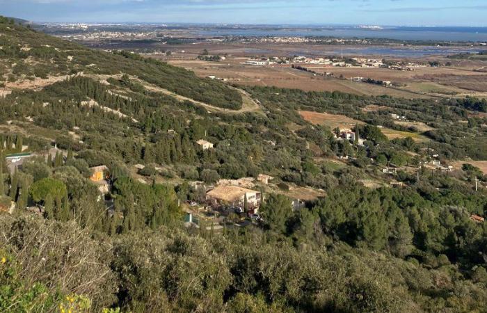 Trois chiens de chasse sont morts après avoir ingéré des pellets empoisonnés dans le massif de la Gardiole