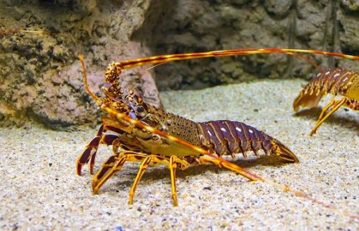 Un pêcheur attrape un homard doré extrêmement rare, il avait une chance sur 30 millions de l’attraper