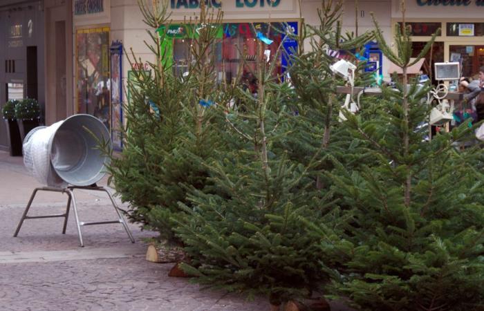 Quel est le « juste prix » pour un sapin de Noël ?