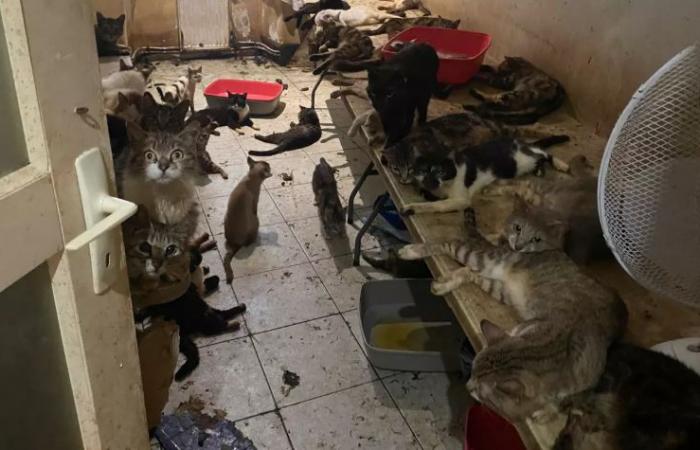 Chats momifiés, cadavres d’animaux, odeurs de mort… Dans les Alpes-Maritimes, la sombre série des « maisons de l’horreur »