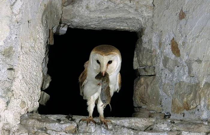 En Haute-Loire, la belle histoire de ces frères et sœurs d’effraies cloches tombées du nid