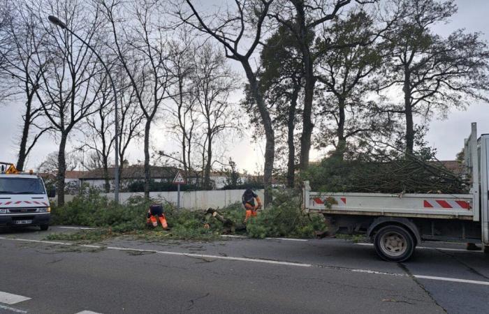 elle a géré le trafic après la chute d’un arbre à Challans