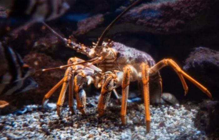 Un pêcheur attrape un homard doré extrêmement rare, il avait une chance sur 30 millions de l’attraper