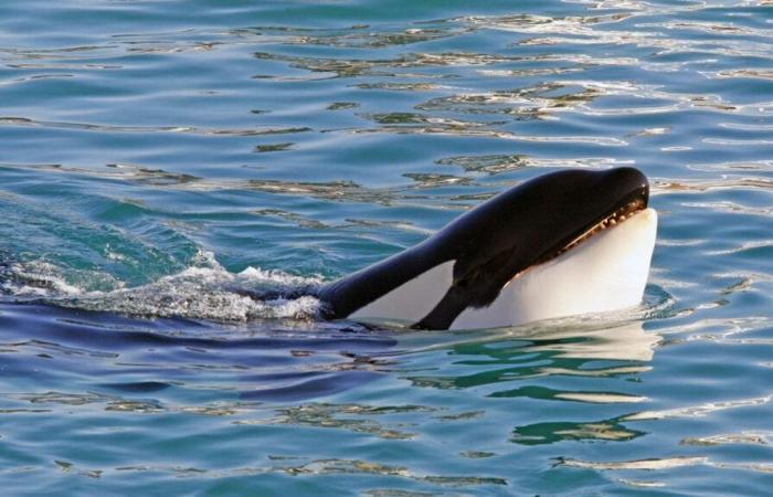 Le parc aquatique Marineland d’Antibes veut transférer ses deux dernières orques au Japon