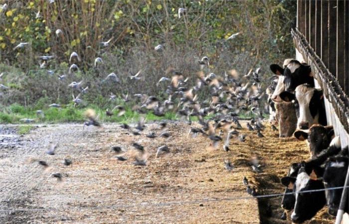 Les étourneaux sont déjà nombreux et agressifs dans la Manche