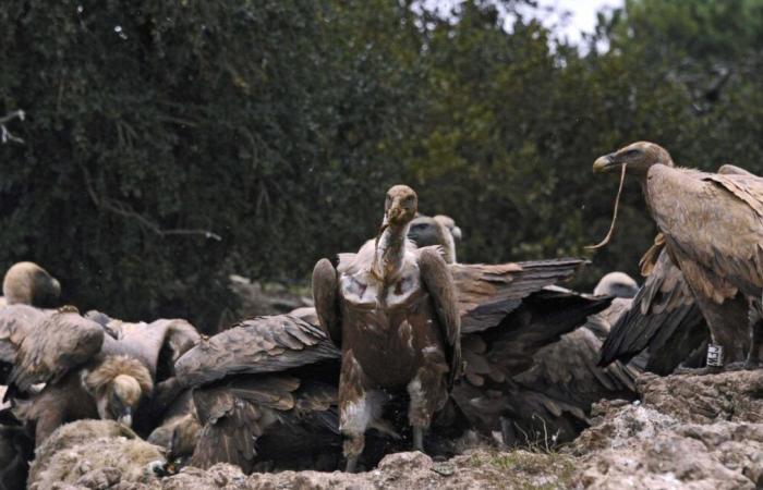 Des « attaques » plus nombreuses, des oiseaux « déviants »… Que se passe-t-il avec les vautours ?