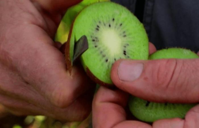 le kiwi, une cure de vitamines pour l’hiver