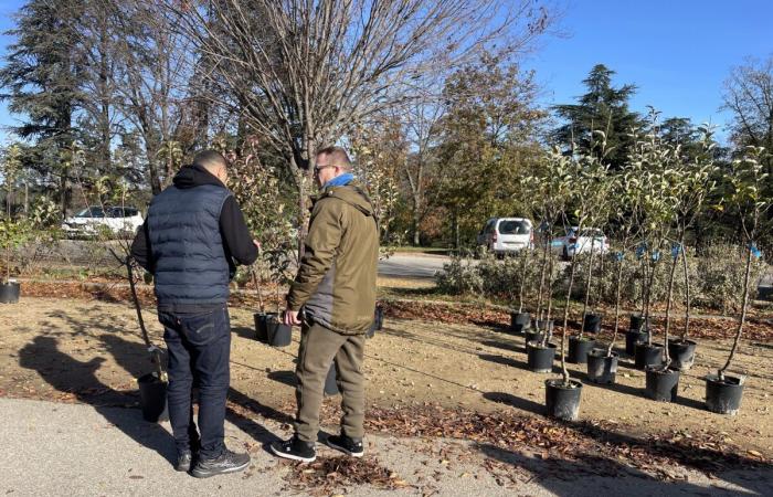 arbres offerts gratuitement aux résidents