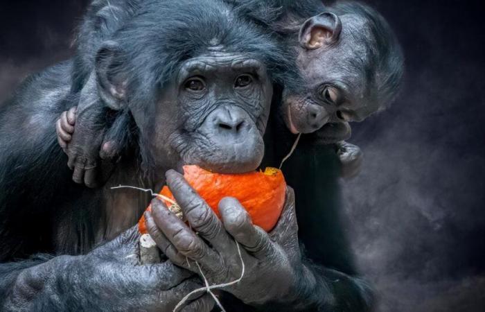 Une étude révèle la consommation inhabituelle d’alcool de certains animaux