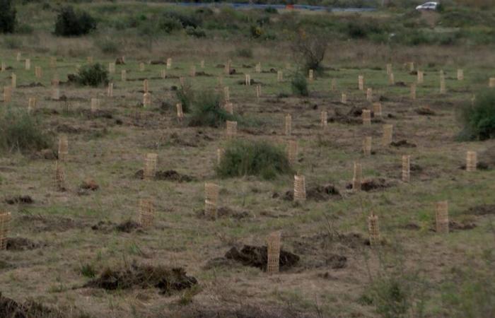 après l’incendie de 2017, nouvelle campagne de plantation aux Maurettes