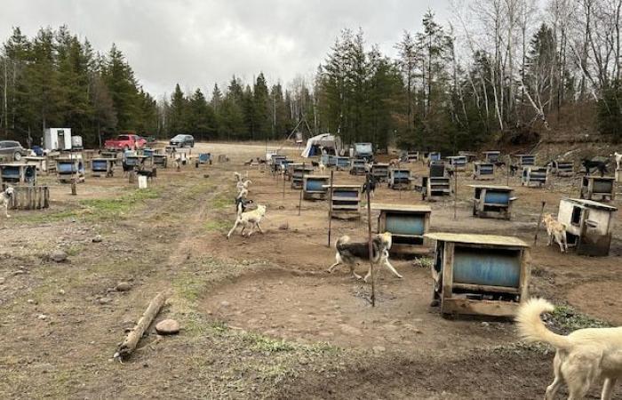 une entreprise de La Baie déçue de ne pas avoir été choisie