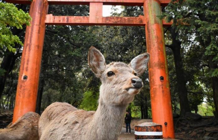 mais qu’arrive-t-il au célèbre cerf de Nara ?