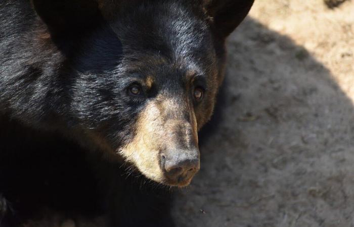 Belgique. Terrible incident dans l’immense parc Pairi Daiza avec la mort d’un ours : que s’est-il passé