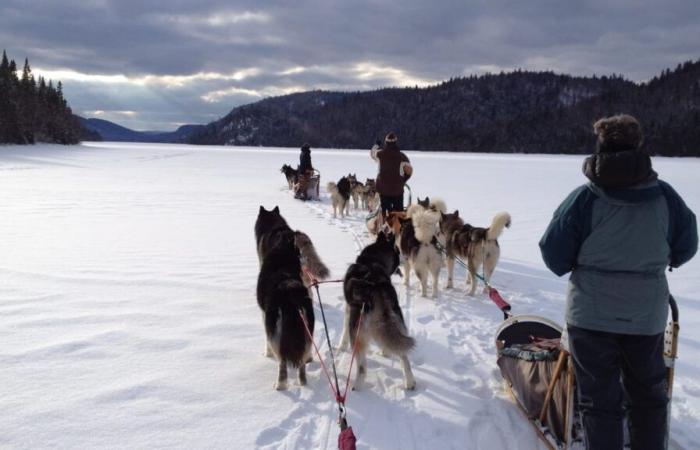 Ottawa présente ses excuses aux Inuits du Nunavik pour le massacre « massif » de chiens de traîneau