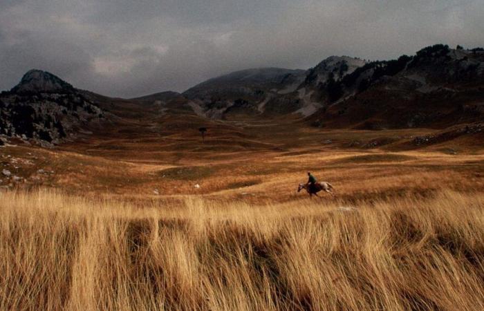 Plongez dans l’univers passionnant de l’élevage de chevaux au cœur du Vercors