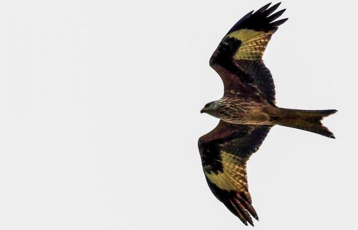 Pour les ornithologues, plusieurs dizaines d’espèces d’oiseaux seraient menacées par la ligne THT entre Fos-sur-Mer et Gard