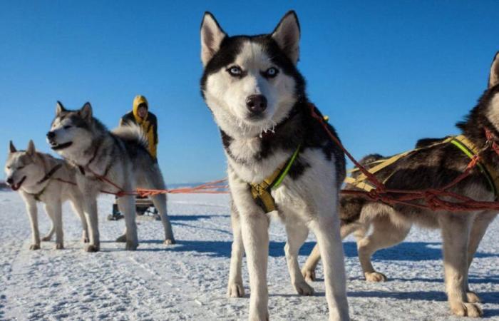 Les excuses du Canada : la tragédie des chiens de traîneau