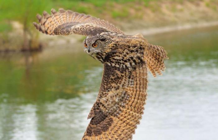 La biodiversité s’effondre en France et nous avons les yeux rivés sur le climat