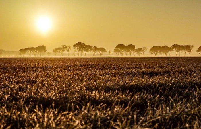 Après le froid, le printemps ce dimanche ? Un temps exceptionnellement doux pour un mois de novembre en Occitanie et sur la majorité du pays