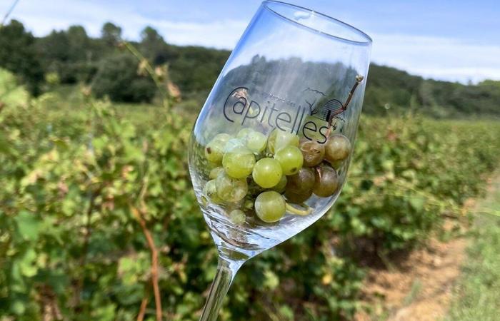 GARD Les Vignerons des Capitelles s’accordent avec vos repas de fin d’année