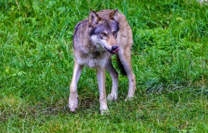 En Valais, sur 27 loups, 11 ont été tués à tort